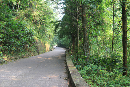 tree-lined trailの写真素材