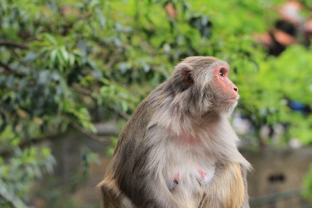 The monkey の写真素材
