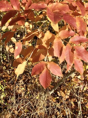 Colourful leaves in autumn - Farbiges Laub im Herbstの写真素材