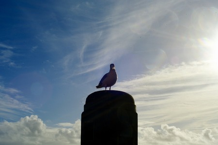Seagull - Moeweの写真素材