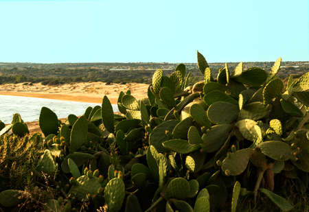 opuntia ficus indica, or prickly pear, typical of sicilian landscape, in the foreground. in the background the sea and the dunes of Sampieri beach, slightly blurredの写真素材