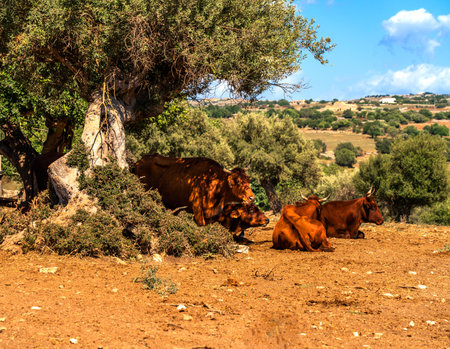 group of brown oxen are resting in the shade of a plant on a sunny summer afternoonの写真素材