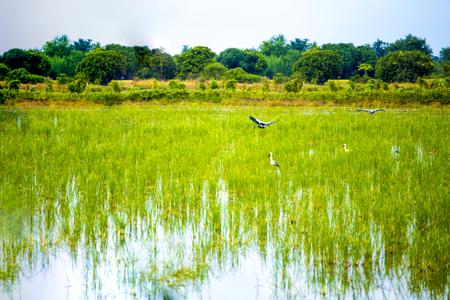 white cattle egrets in the rice field.の写真素材