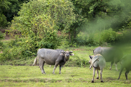 A stand still wonder buffalo looking to the camera.の写真素材