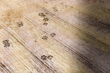 Dog foot traces on cast concrete slab. The slab shown many dog foot traces on it.の写真素材