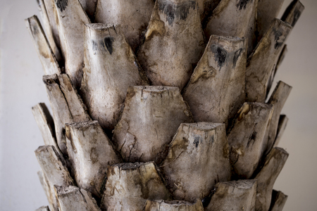 A picture of palm branch after cut created textured and background for any content concerned palm tree.の写真素材