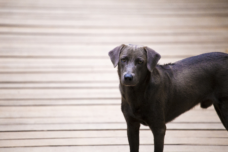 A smart black street dog is looking at the camera. The dog is standing on wooden hanging bridge.の写真素材