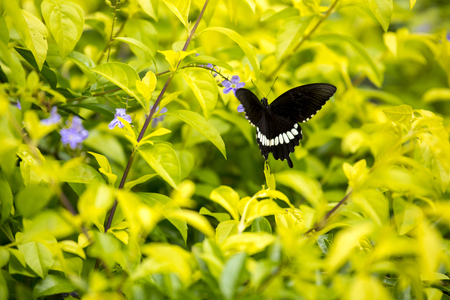A black butterfly eating violet flower of green yellow leaves plant.の写真素材