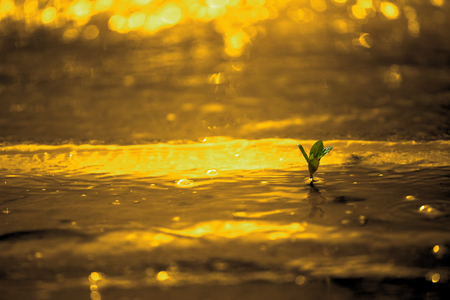 A little green plant about to impact by golden color water wave on golden background and bokeh.の写真素材