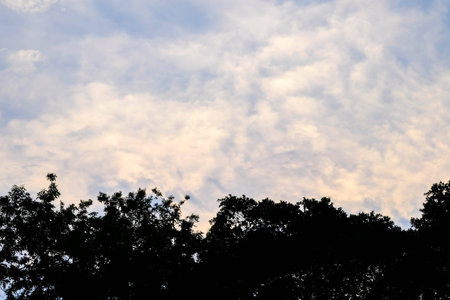 silhouette tree and evening skyの写真素材