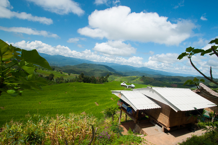 Rice Fieldの写真素材