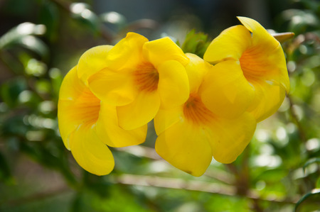 allamanda flowerの写真素材