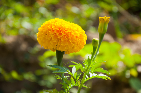 marigold in outdoorの写真素材