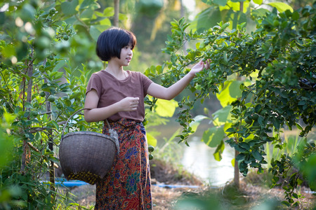 Asian girl work in the lime garden.の写真素材