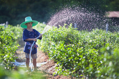 The boy are watering the plants in the jasmine garden.Mali Thailandの写真素材