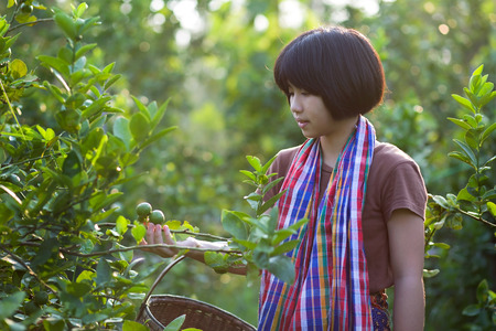 Asian girl work in the lime garden.の写真素材
