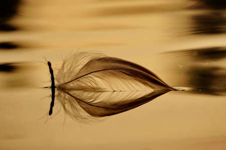 Soft feather with reflection flowing on the water surfaceの写真素材