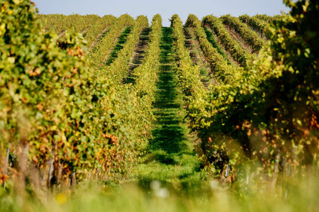 Curved green rows of vineyards on the hill during autumn season in PÃ¡lava region - Czech...
