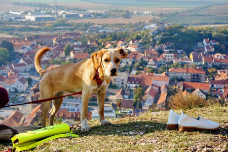 Cute mixed breed brown dog, behind which is view on the town Mikulov in Czech republic