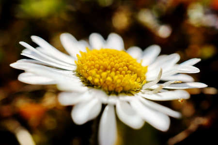 Close up macro photo of a white daisy flower blooming during spring seasonの写真素材