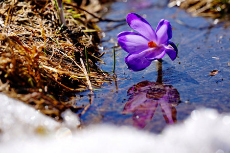 Gentle purple spring flower reflected in the shallow waterの写真素材