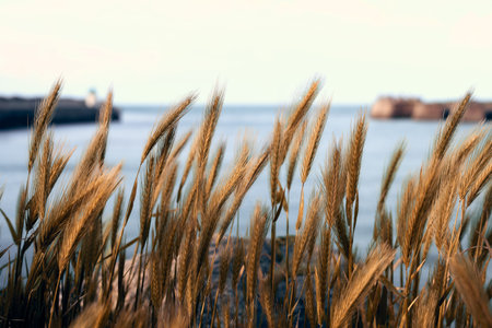Golden coastal grass sway gently by the seaside, with distant cliffs and ocean visible in the blurred background, evoking summer breezes.の写真素材