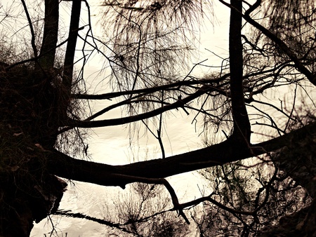 reflection of trees at sunsetの写真素材