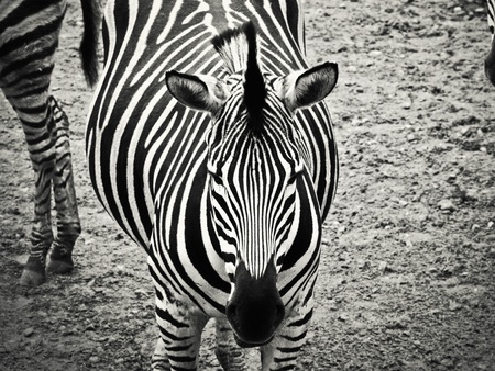 zebra in black and whiteの写真素材