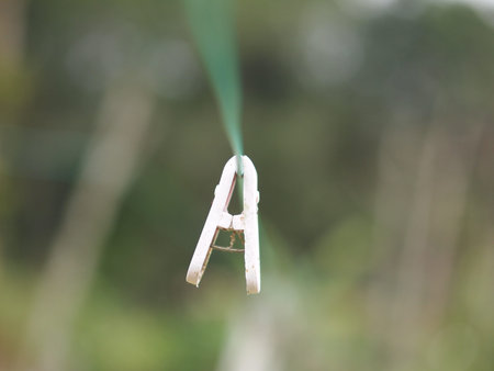 cloth peg on cloth line