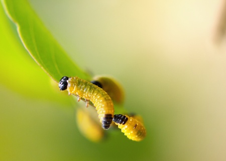 Caterpillars consuming leafの写真素材