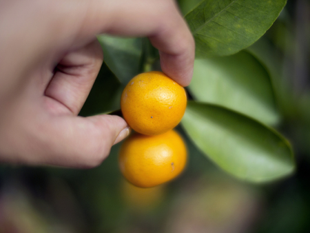 tiny tangerines mini chinese mandarinsの写真素材