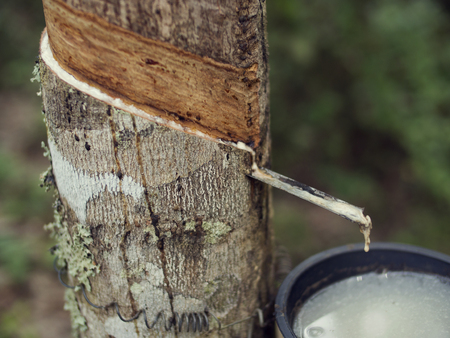 rubber tree sap tappingの写真素材
