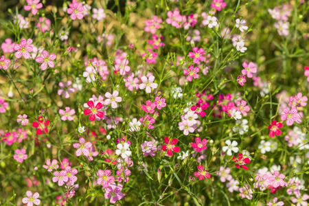 flowering shrubの写真素材