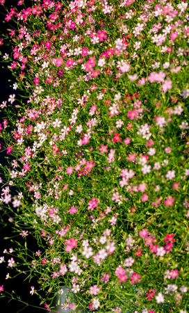 flowering shrubの写真素材