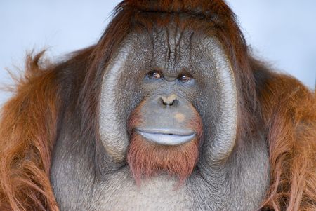 gorillaの写真素材