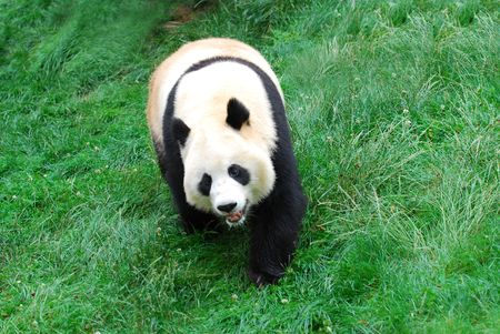 pandaの写真素材