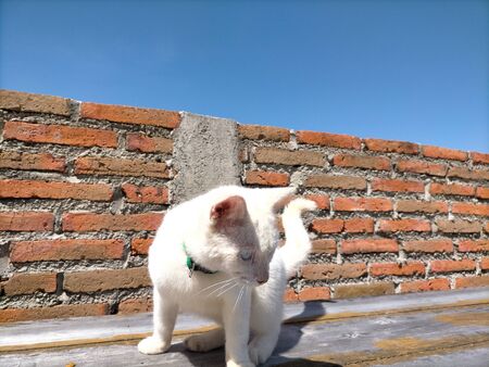 cute white cat posing on an outdoor benchの写真素材