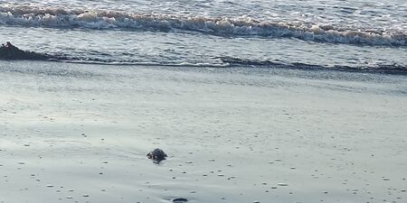 turtles go to sea after they are born and come out of their nests on the beachの写真素材