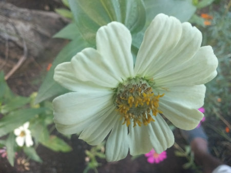 White flowers with green leaves are very beautiful when bloomingの写真素材