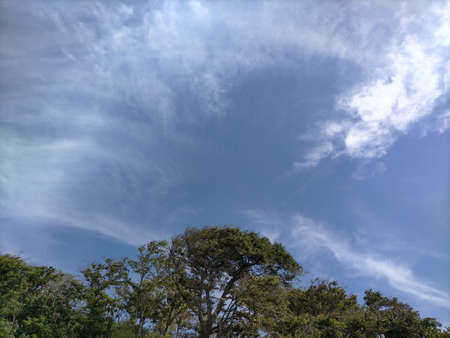 Green tree and blue sky are very beautifulの写真素材