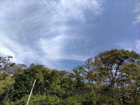 Green tree and blue sky are very beautifulの写真素材