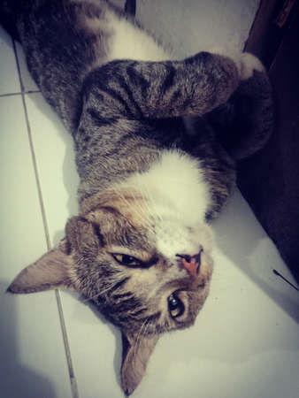 cute cats rolling on the floor is very cuteの写真素材