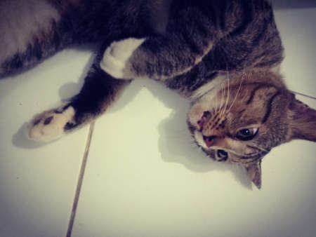 cute cats rolling on the floor is very cuteの写真素材
