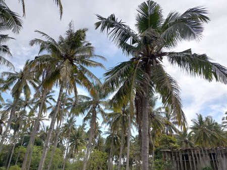 coconut trees and blue sky are very beautifulの写真素材