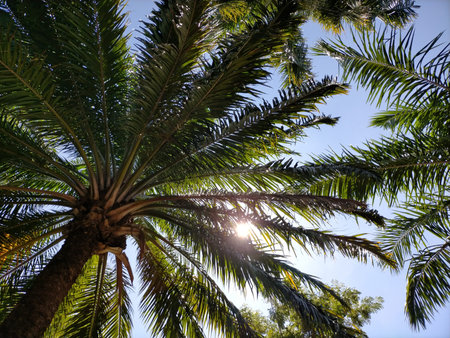 Palm tree against the blue sky with sun rays. Tropical background.