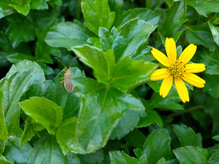 Small bug on a yellow flower in the garden. Selective focus.