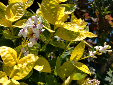 Close up of white and yellow flowers in the garden. Selective focus.