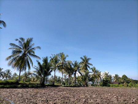 Coconut plantation in Bali, Indonesia. Blue sky background.