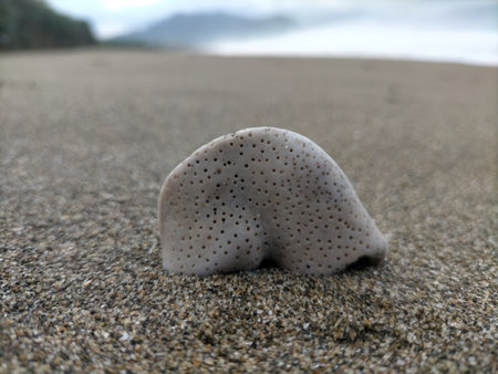 Object on The Beach in Sunsetの写真素材