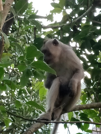 Monkey sitting tree